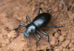 Coelocnemis dilaticollis