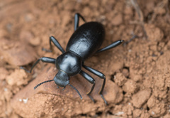 Coelocnemis dilaticollis