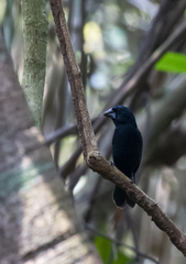 Cyanoloxia cyanoides