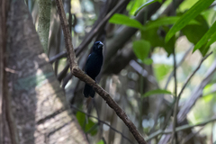 Cyanoloxia cyanoides