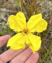Oenothera stricta