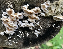 Gloeoporus dichrous