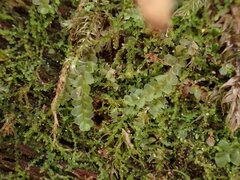 Chiloscyphus polyanthos