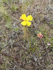 Oenothera stricta