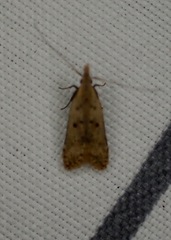 Dichomeris punctipennella