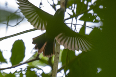 Cyanoloxia cyanoides