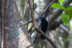 Cyanoloxia cyanoides