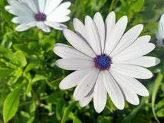 Dimorphotheca ecklonis