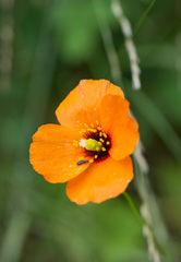 Papaver heterophyllum