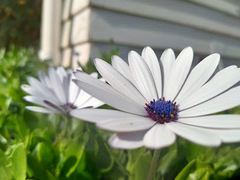 Dimorphotheca ecklonis