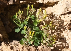 Perityle quinqueflora