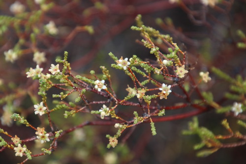Image of Diosma ramosissima by (c) Tony Rebelo, some rights reserved (CC BY-SA)