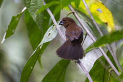 Cyanoloxia cyanoides