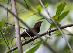 Cyanoloxia cyanoides