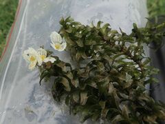 Egeria densa