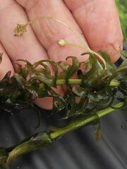 Egeria densa