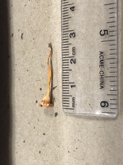 Chrysomphalina chrysophylla