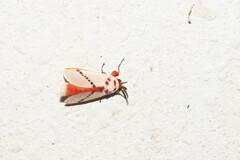 Trosia nigropunctigera