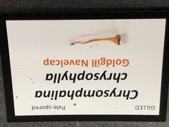 Chrysomphalina chrysophylla