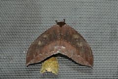 Automeris denticulata