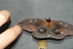 Automeris denticulata