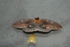 Automeris denticulata