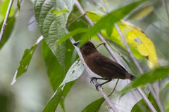 Cyanoloxia cyanoides