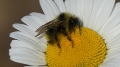 Bombus flavidus flavidus