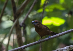 Cyanoloxia cyanoides