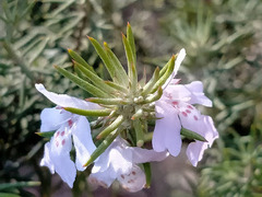 Westringia fruticosa