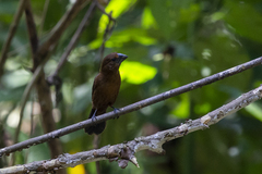 Cyanoloxia cyanoides