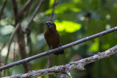 Cyanoloxia cyanoides