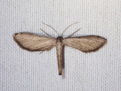 Euacidalia brownsvillea