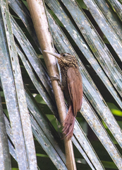 Xiphorhynchus flavigaster