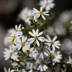 Olearia muelleri