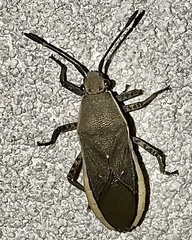 Catorhintha texana