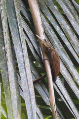 Xiphorhynchus flavigaster