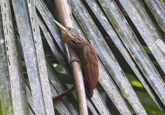 Xiphorhynchus flavigaster