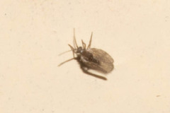 Ceratopogoninae