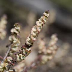 Maireana trichoptera