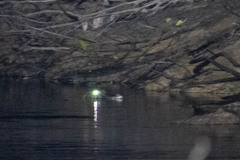 Paleosuchus trigonatus