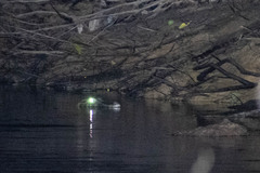 Paleosuchus trigonatus