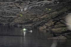 Paleosuchus trigonatus