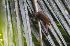 Xiphorhynchus flavigaster