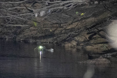 Paleosuchus trigonatus