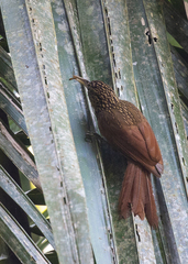 Xiphorhynchus flavigaster