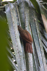 Xiphorhynchus flavigaster