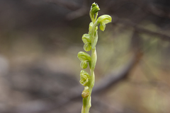 Pterostylis mutica