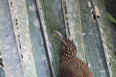 Xiphorhynchus flavigaster