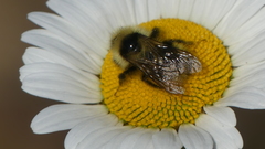 Bombus flavidus flavidus